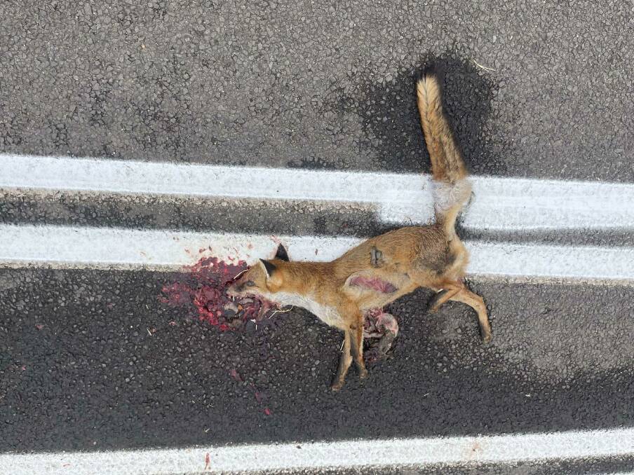 A dead fox has been painted over by workers marking the Princes Highway near Southern Cross Road at Koroit. Picture supplied