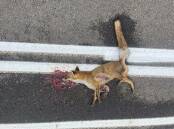 A dead fox has been painted over by workers marking the Princes Highway near Southern Cross Road at Koroit. Picture supplied