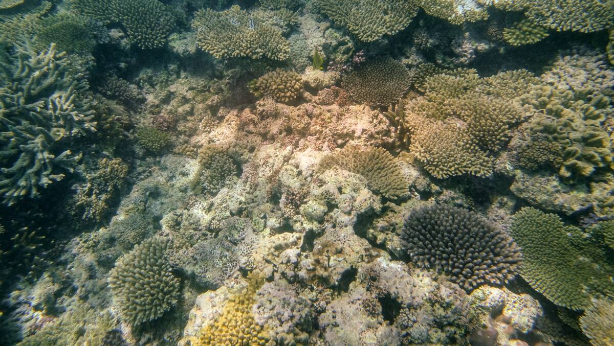 "This year has been just about the worst ever for coral bleaching."