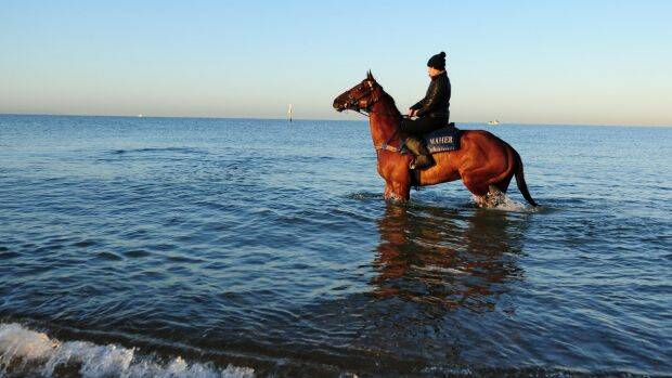 In deep water?: Caulfield Cup winner Jameka has her critics leading into Tuesday's Melbourne Cup. Photo: Getty Images