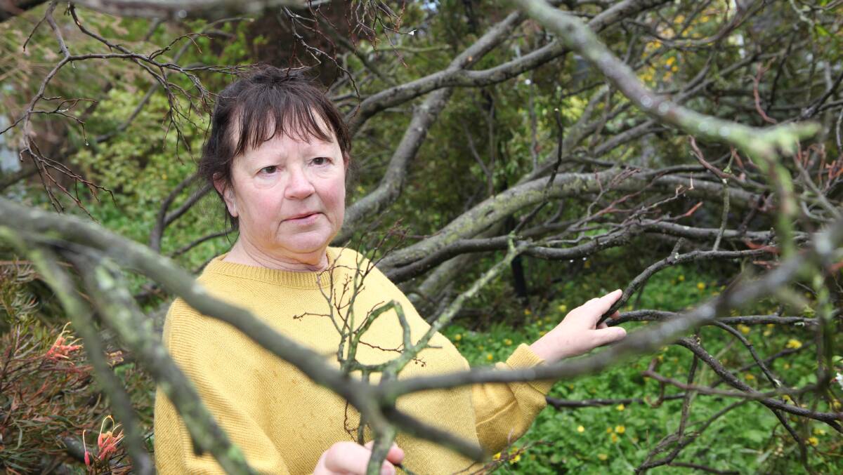 Wild winds that lashed the south-west during October uprooted a tree in Lyn Turner’s front yard, narrowly missing her Framlingham house by centimetres. 