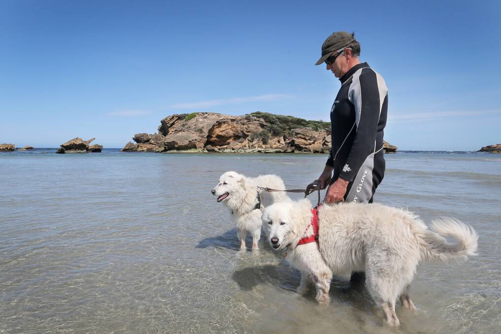 No-go zone: A Maremma dog handler with Tula and Eudy, who guard penguins at Middle Island in Warrnambool. Picture: Rob Gunstone
