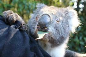 THREAT: People can learn about preserving koala numbers at Otway Fly. 