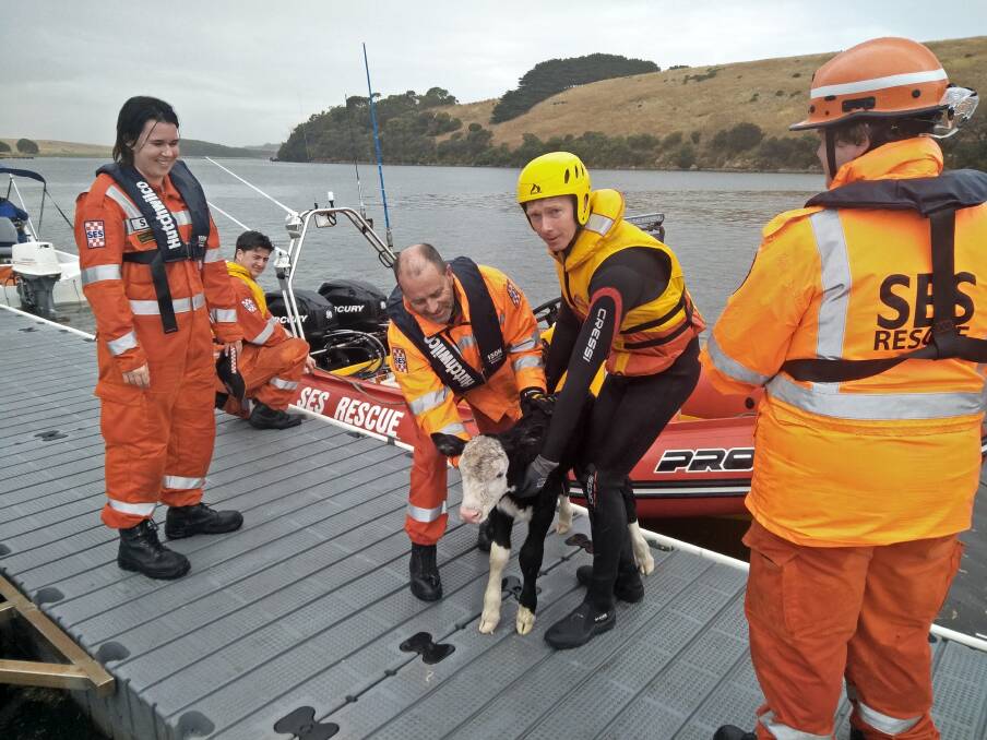 All part of the service: SES volunteers rescued this calf that had fallen down a cliff and into the Hopkins River.