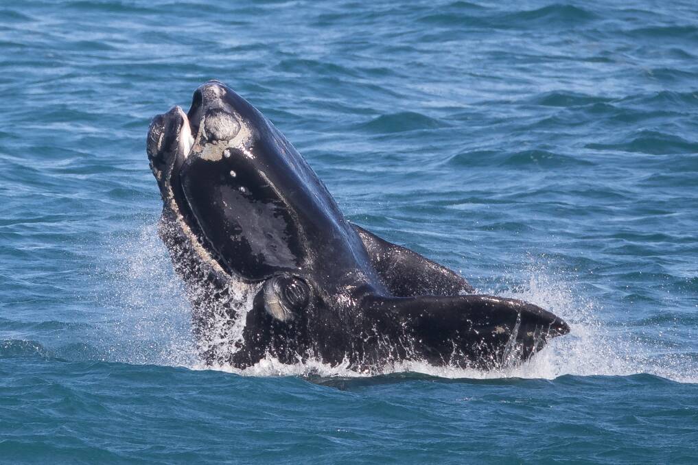 Perry Cho, of Patient Eye Imaging, captured these amazing whale photos at the weekend.