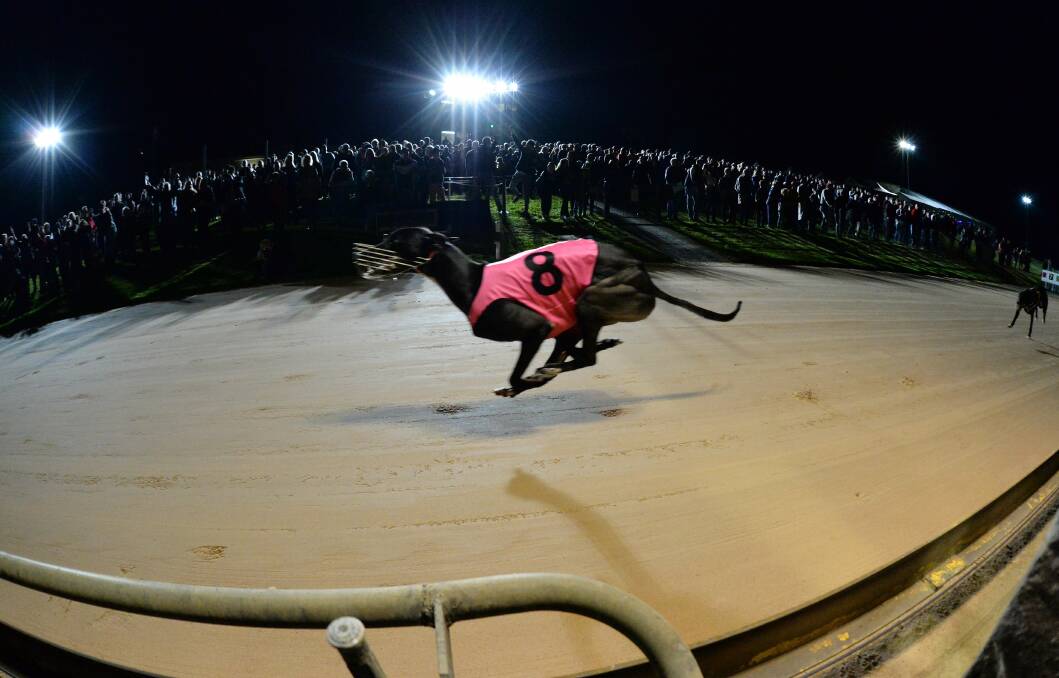 BOUNDING: Bewildering shoots ahead in front of a capacity crowd at Warrnambool. Picture: Clint Anderson