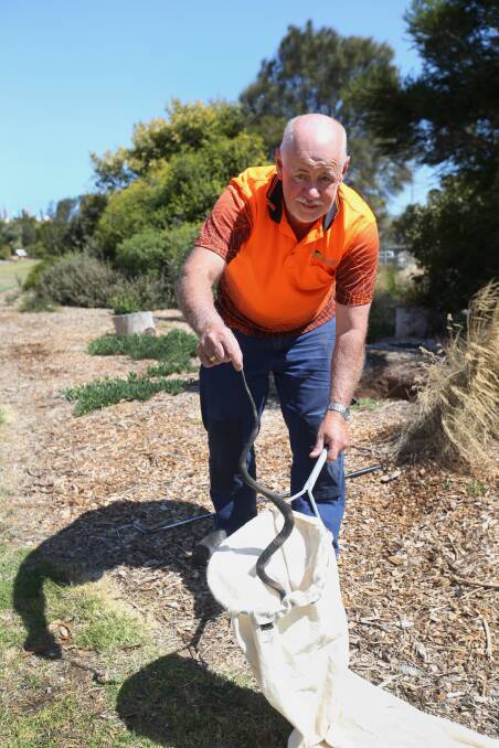 Snakes alive: Port Fairy pest controller Neville Suter is catching a snake every four days in the south-west. 