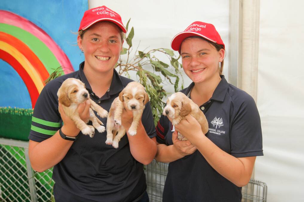 Puppy love: Emmanuel College agriculture students Meg Attrill, 15 and Jessica McNicholl, 14 showed-off four-week-old puppies at the animal farm exhibition. 