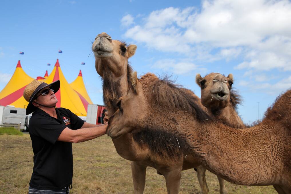 Animal antics: Experienced animal trainer Rob Joye admits his camels, rescued from Government culling, love the attention that life in the circus brings.