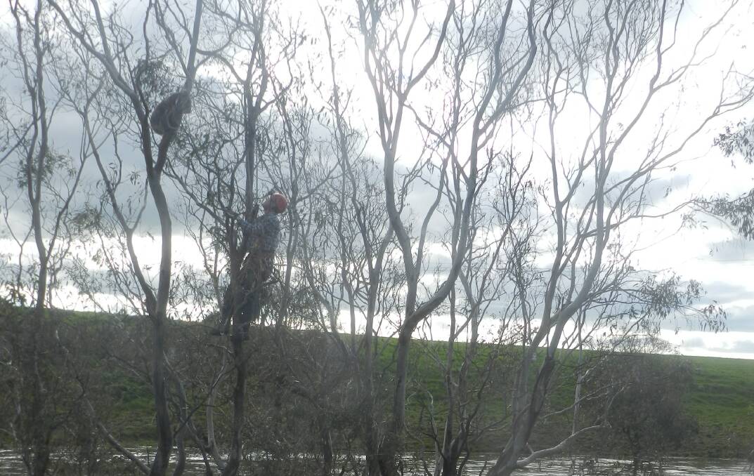 Rescue: SES volunteers rescue stranded koalas on the Hopkins River.