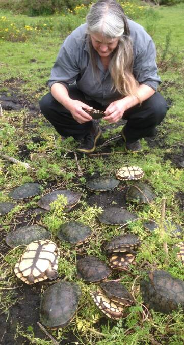 Under attack: These long-necked turtles, pictured with wildlife volunteer Val Carter on Thursday, are believed to have been injured and killed by foxes. Picture: Supplied