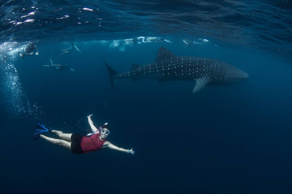 Close encounter: Former Deakin University environmental science student Yohanna Aurisch says spending her days swimming with whale sharks in Western Australia feels like being on another planet. Picture: Leith Holtzman