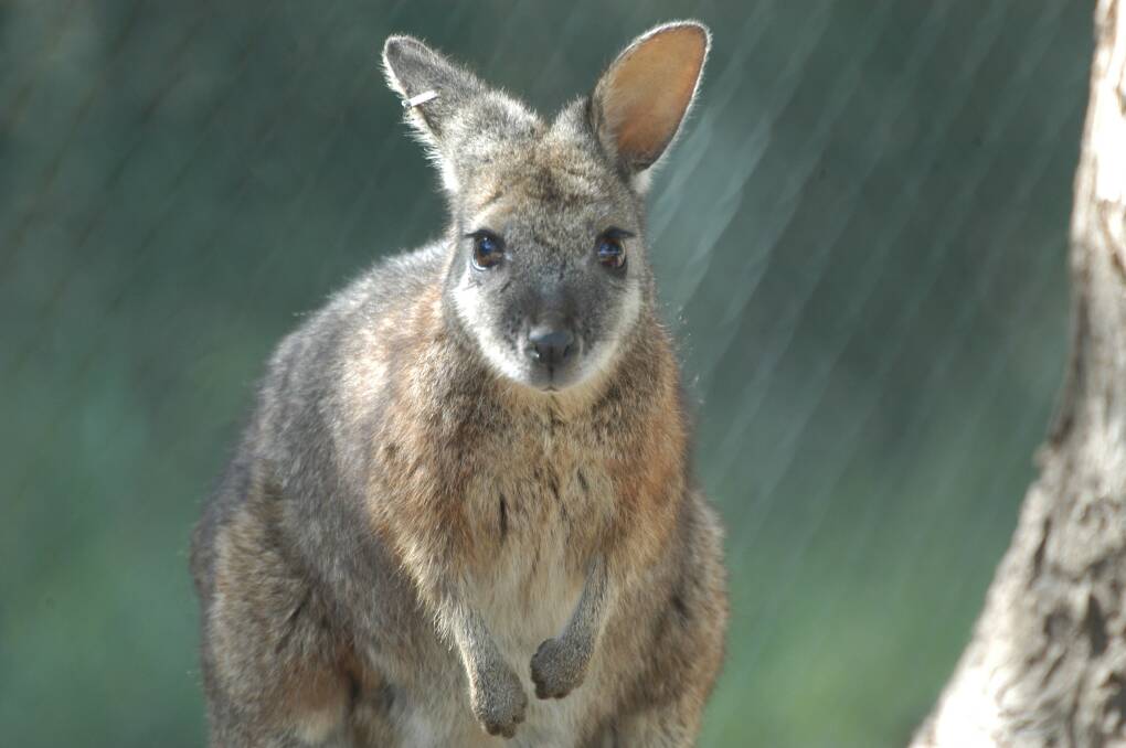 Decapitated wallaby found near Thunder Point
