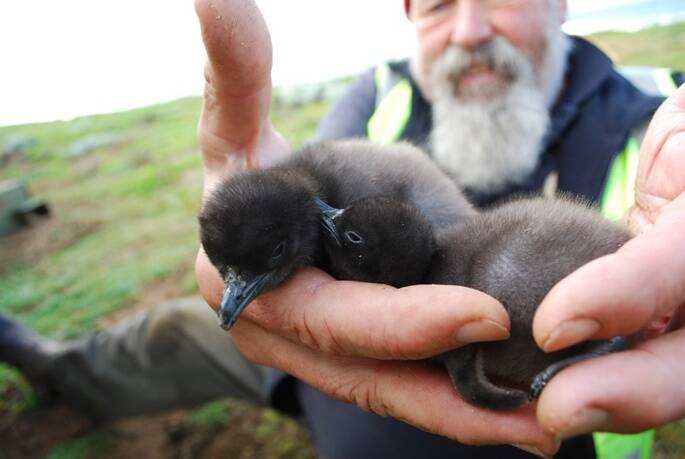 A volunteer with baby chicks from Middle Island's recovering little penguin colony. In the wake of Oddball's death, volunteers have urged the community to keep looking out for the vulnerable birds.