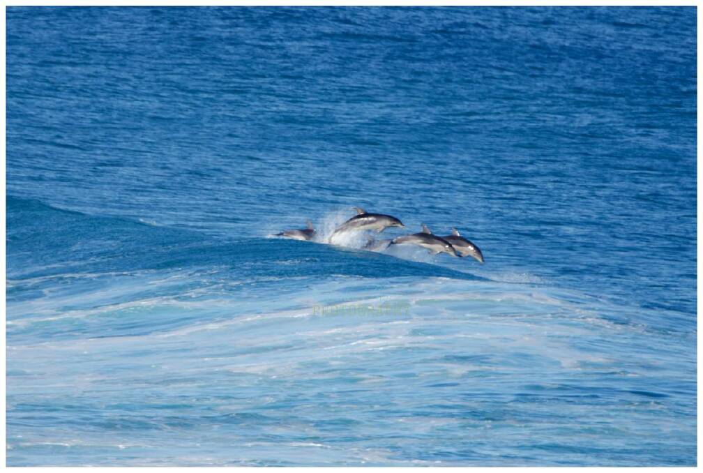 Warrnambool woman Coralee Askew says she was in the right place at the right time when she snapped these dolphins at Logans Beach on Thursday. Picture: Coralee Askew
