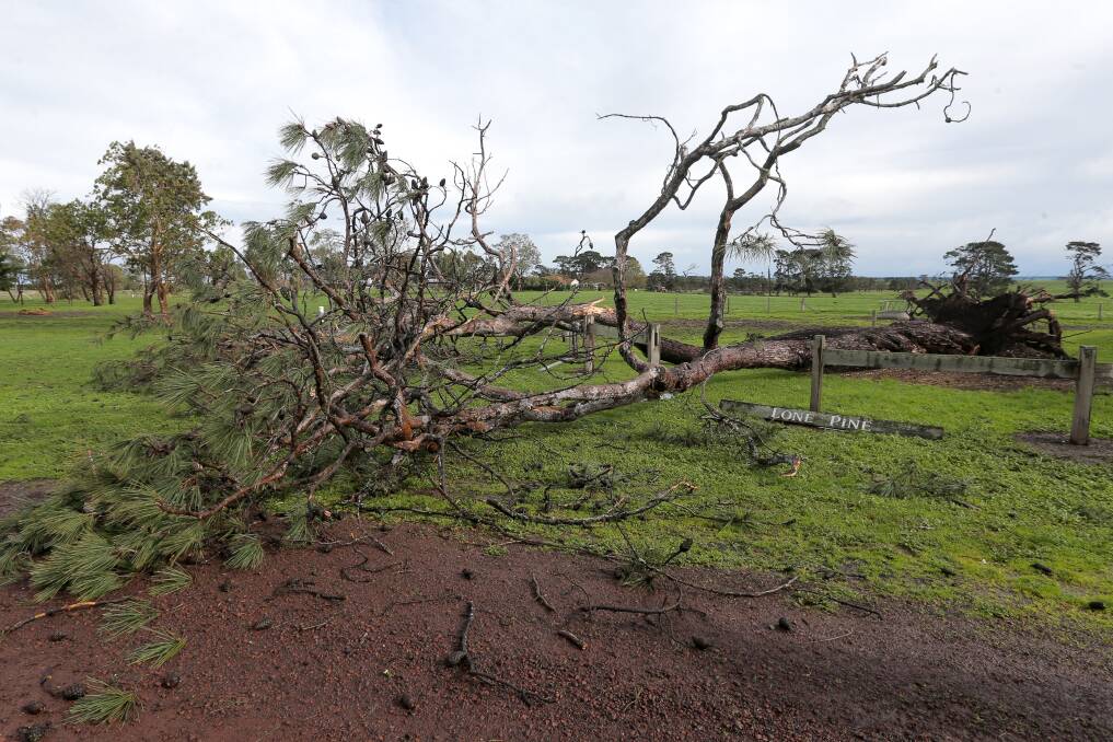 The Lone Pine tree at The Sisters came down during storms in the south-west earlier this month. Picture: Rob Gunstone