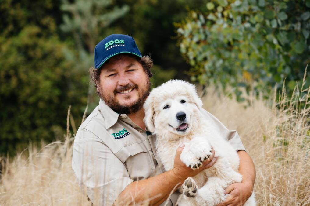 Innovative trial: Werribee Open Range Zoo's Dave Williams is now involved in a project to assist eastern barred bandicoots using trained Maremmas, inspired by the Middle Island project's success.