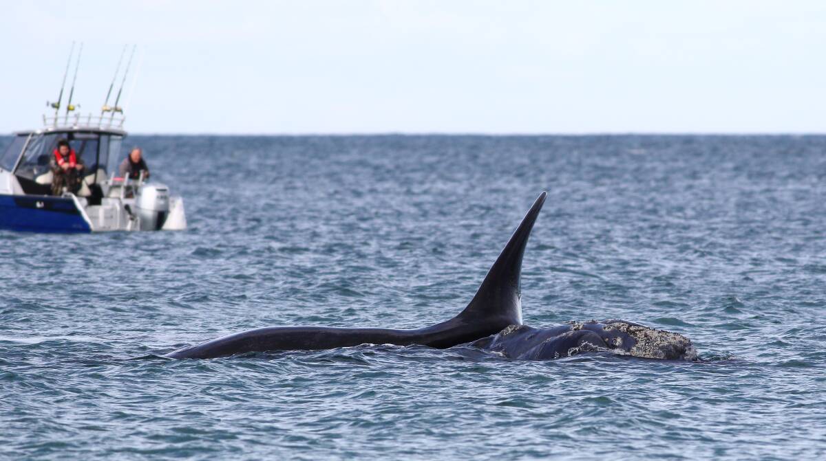 Close up: A Portland photographer snapped this picture of a boat coming near a Southern Right Whale mother and calf pair who had been in the area for weeks. Boats are required to remain 200 metres from the whales. Photo: supplied