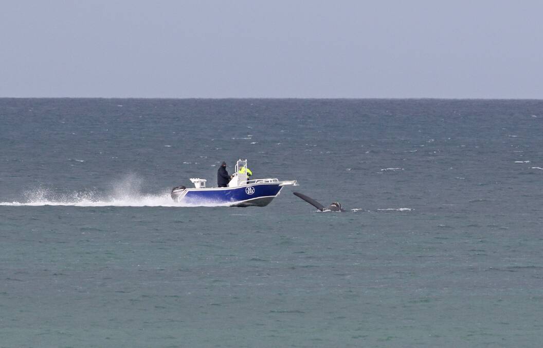 This boat was snapped driving directly over a southern right whale mother and calf in Portland on Saturday. Authorities are investigating the incident.