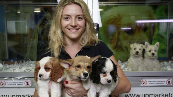 Teigan Cloke of Upmarket Pets has her arms full with a trio of pups. Photo: Eddie Jim