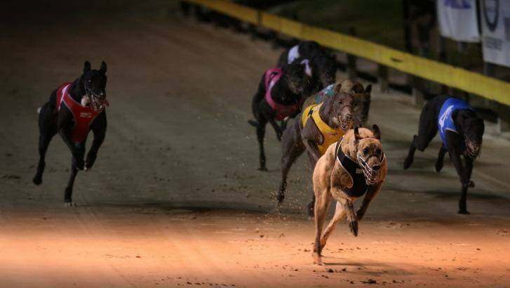 Greyhound racing at The Gardens in Newcastle, where the incident is alleged to have taken place. Photo: Marina Neil