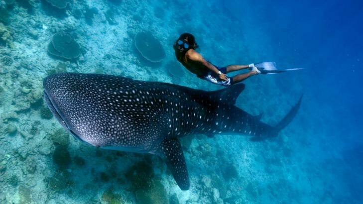 A diver gets up close with a whale shark. Photo: Trent Burkholder Photography