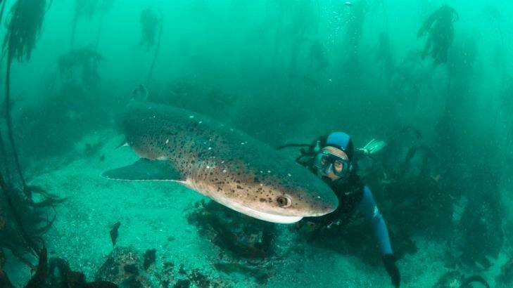 Dr Mark Meekan swimming with a cow shark, the closest species to the frilled shark. Photo: Peter Verhoog