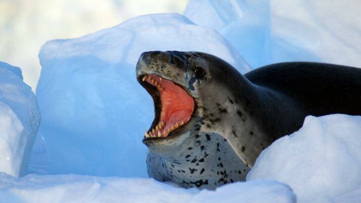 A leopard seal in a bad mood. Photo: Craig Platt