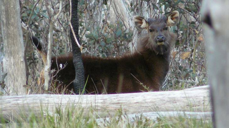 Sambar: The number of deer killed in Victoria has risen for the past four consecutive years.