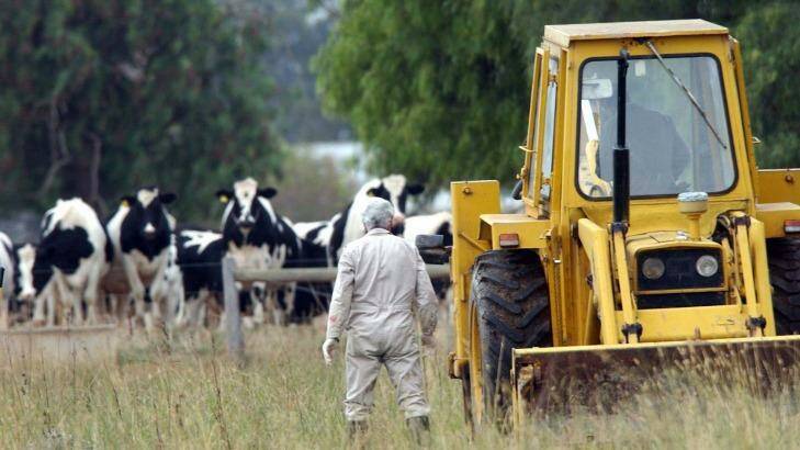 Animal health officers inspect livestock during an anthrax outbreak in Tatura in 2002.