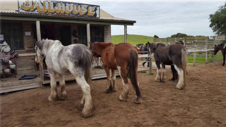 Allegedly-malnourished horses at Ace-Hi. Photo: Kellie Puddy