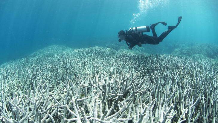 A diver checks out the bleaching on the Great Barrier Reef. Photo: XL Catlin Seaview Survey