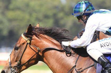 All revved up: Red Excitement wins for Brenton Avdulla in February. Photo: Jenny Evans
