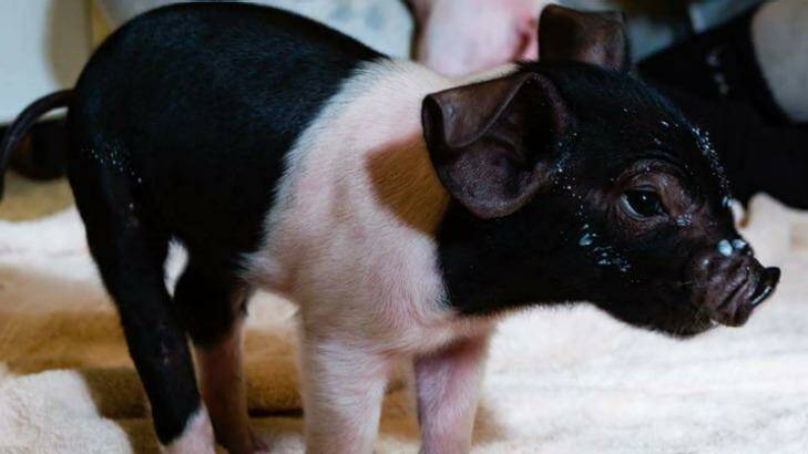 One of the five piglets stolen from a Devon Meadows home Photo: Supplied