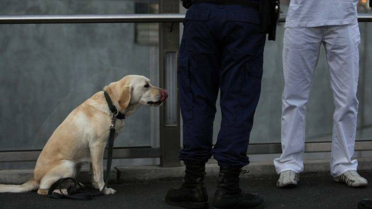 A sniffer dog indicated there could be a prohibited drug in Nguyen's luggage.  Photo: Paul Rovere PTR