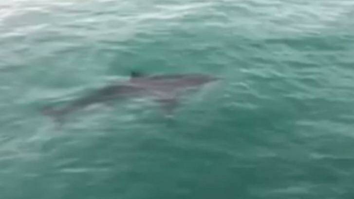 Swimmers are being urged to be careful after shark sightings around Melbourne beaches. Photo: Ben Anderson