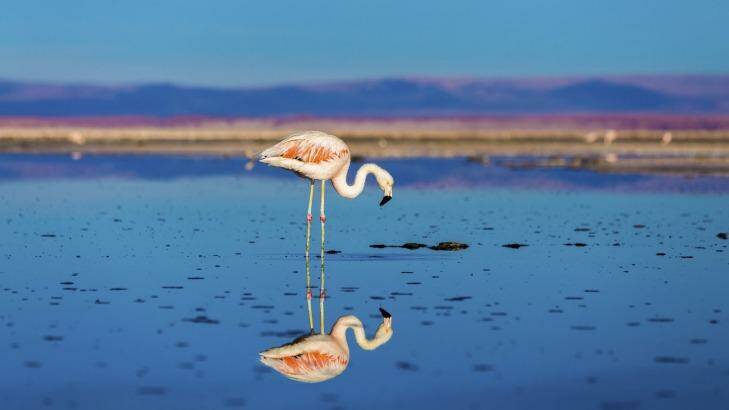 Atacama Desert with wild flamingos, Chile. Photo: iStock