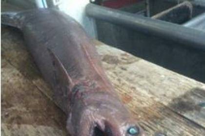 The frilled shark caught off Lakes Entrance in south-eastern Victoria. Photo: www.setfia.org.au