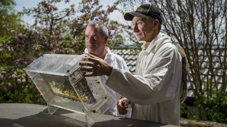 Beekeeper Ian Crabb  re-homing a bee swarm with newcomer Kevin Wode (left). Photo: Jay Cronan
