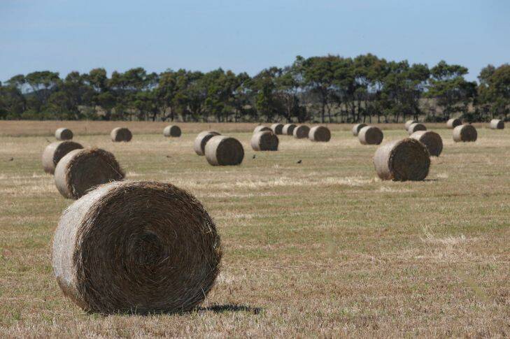 Hay Bales on springdam road near wangoom.131231DL06 Picture: DAVE LANGLEY
