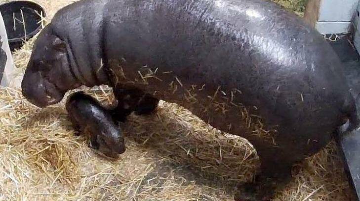Melbourne Zoo's brand new pygmy hippopotamus appears to be feeding well.   Photo: Supplied