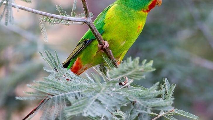 The swift parrot is also found in Melbourne. Photo: Mark Clements