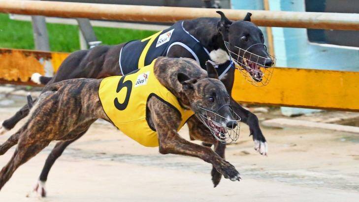 Greyhound trainers using live animals as bait in training will be targeted under new laws to be introduced by the Andrews government.