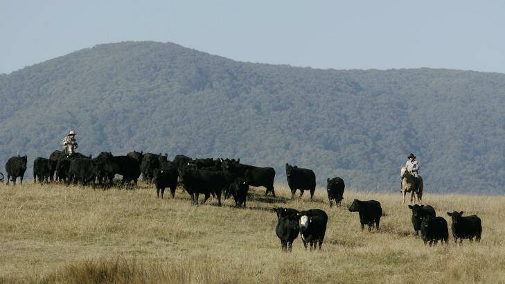 Cattle are rounded up after grazing the high country near Mount Buller. Photo: Joe Armao