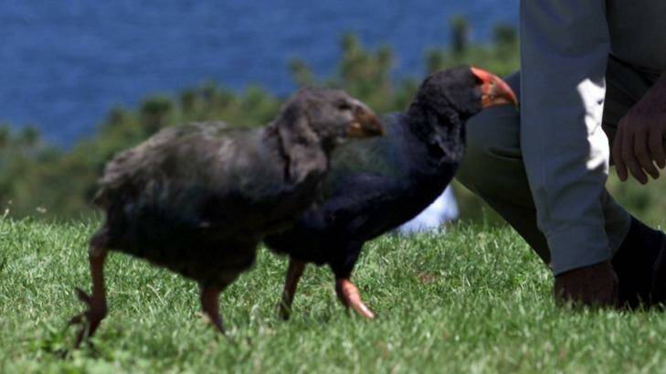 Four critically endangered takahe birds have been shot by hunters in New Zealand. Photo: Jason Smith