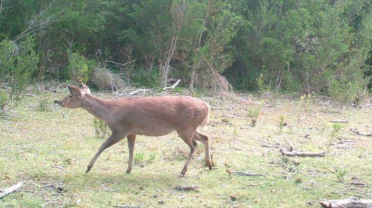 Hog deer at Wilsons Promontory National Park Photo: Parks Victoria