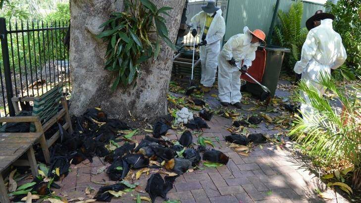 Richmond Valley Council workers continue to remove dead bats on Tuesday morning following the weekend heatwave. Photo: Richmond Valley Council