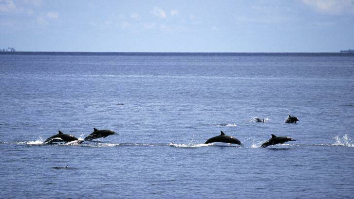 Dolphins in a reef pass.
 Photo: iStock
