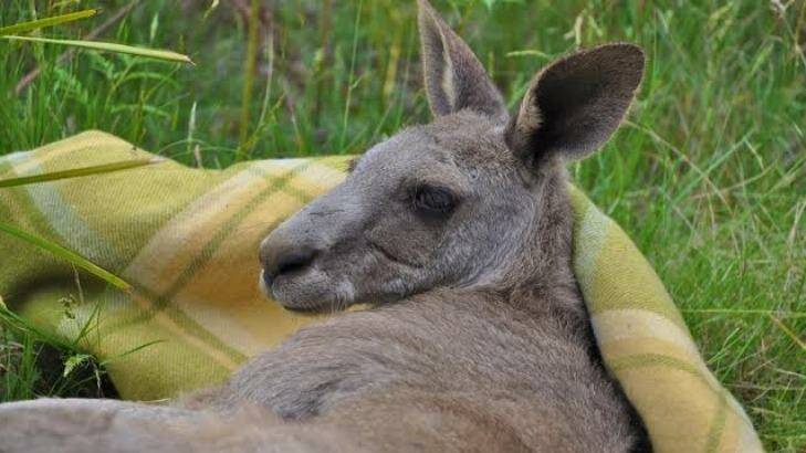 One of the kangaroos rescued after it was trapped down a mine shaft in Trentham. Photo: Facebook