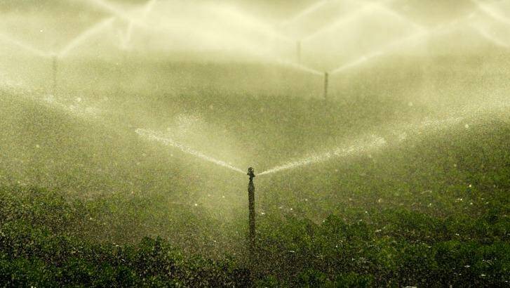 Crops being watered in South Werribee. Photo: Pat Scala 